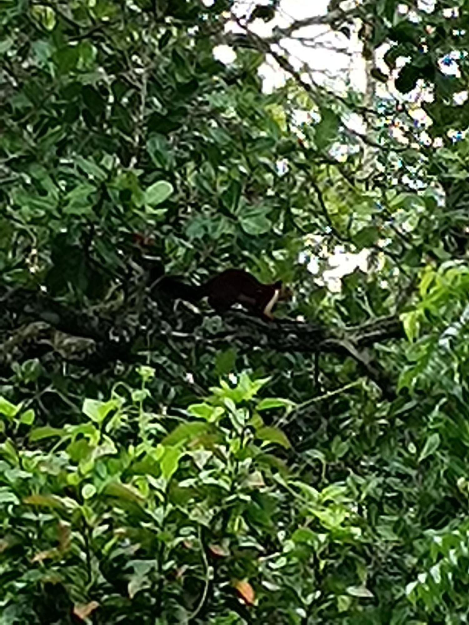 Kalidasa Tree House&Villa, Wayanad Chegat Bagian luar foto