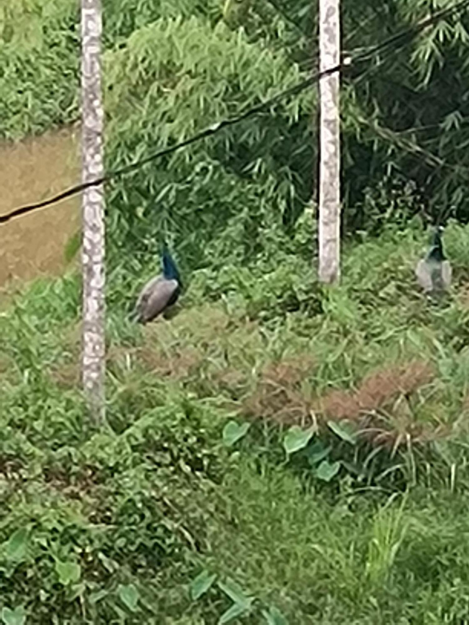 Kalidasa Tree House&Villa, Wayanad Chegat Bagian luar foto